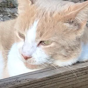 Meet your Posher, Isabella